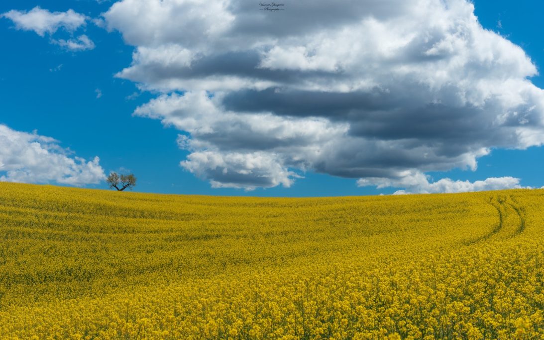 124-L'or qui recontre l'azur.