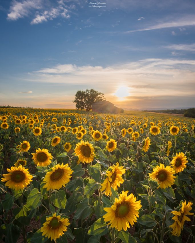 105-L'or des vestiges.