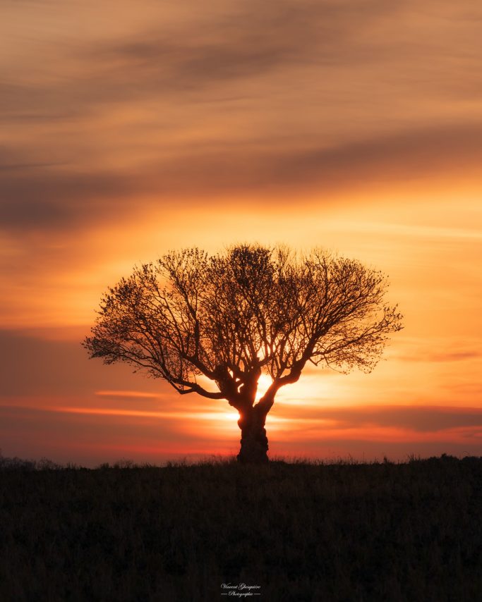 Ph23-L'amandier reste figé face à la douceur du soleil qui s'éteint.