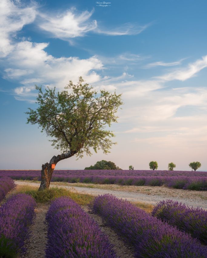 2-L'amandier trébuchant.