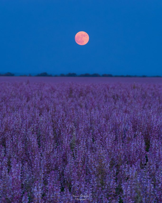 128-La lune des fraises