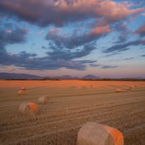 132-Silence de la moisson