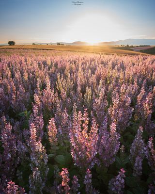 134-Naissance du jour, parfum de sauge