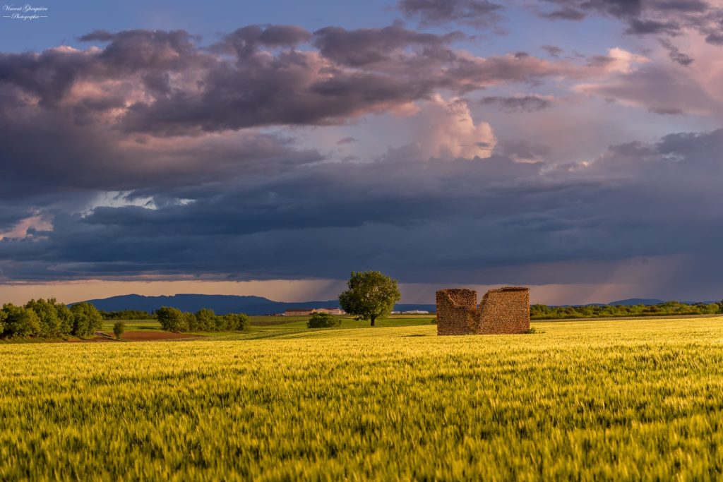 123-La ruine et l’épi.