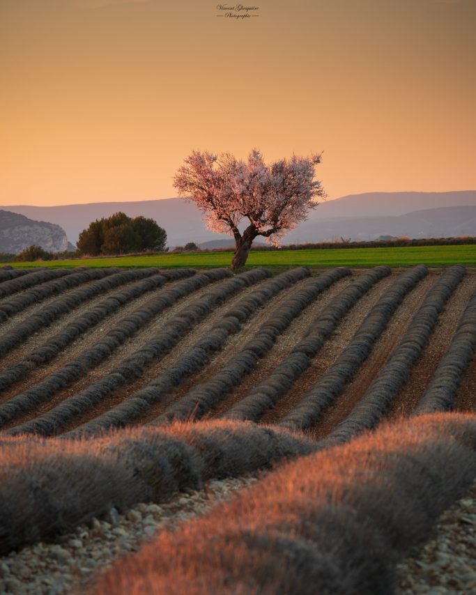 108-Quand le rose s'élève.