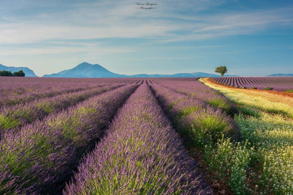 27-Quand le champs devient chemin.