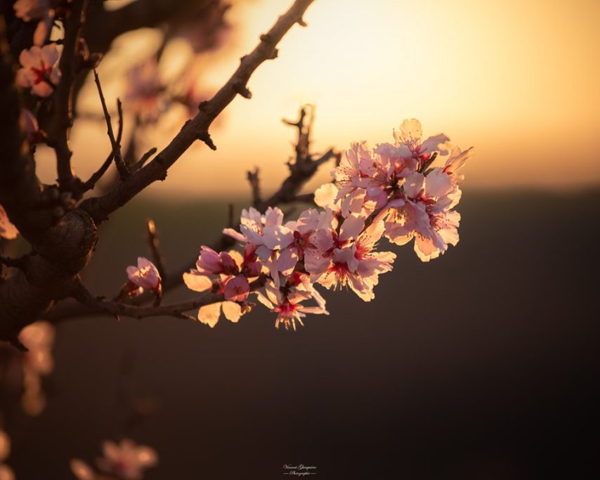 117-La délicatesse du renouveau