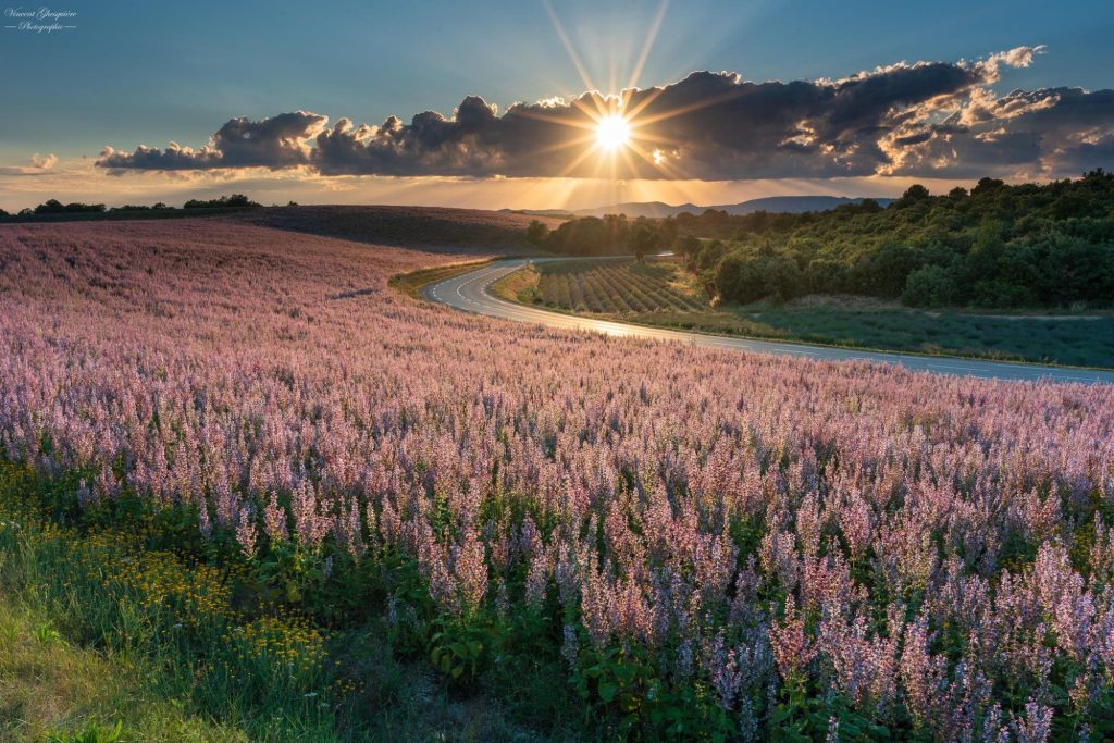 127-Le virage des parfums au soleil couchant.