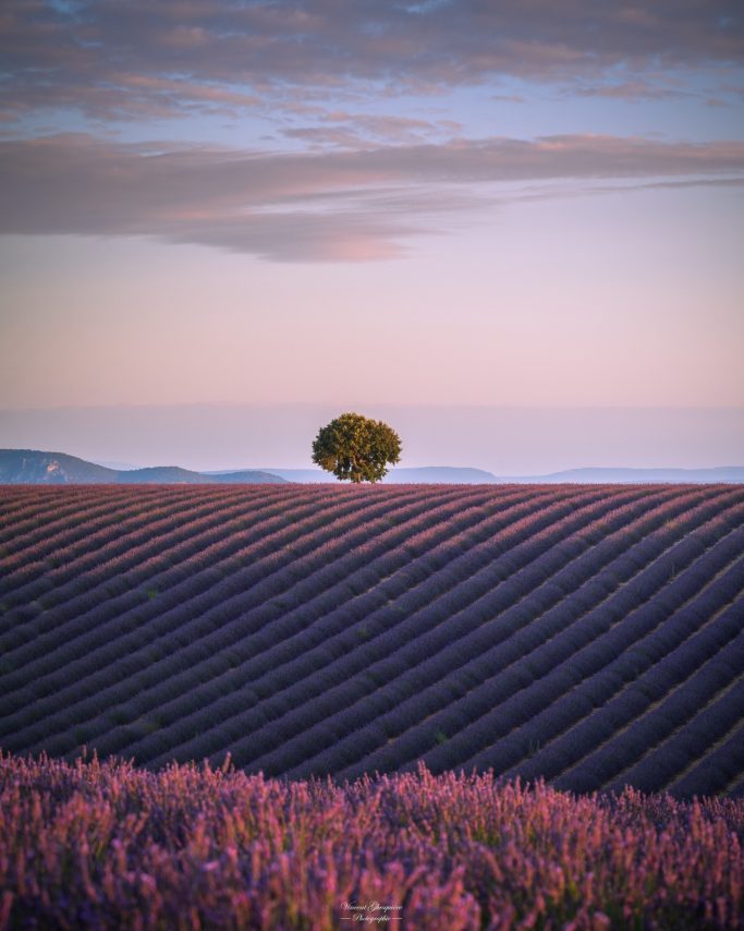 29-L'audace immobile du chêne.