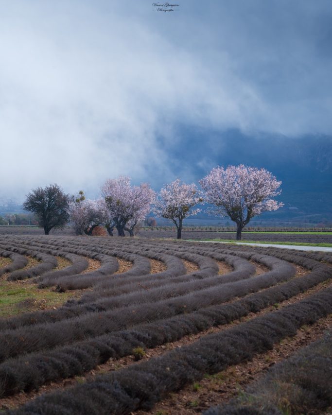112-Quand le printemps prend un virage.