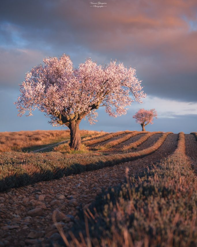 110-Premiers signes du printemps.