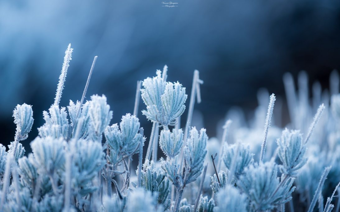 17-Cristal de lavande.